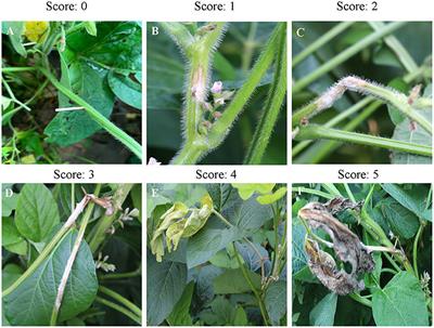 Field Application of Wuyiencin Against Sclerotinia Stem Rot in Soybean